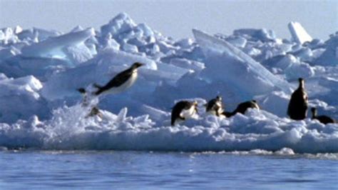 H­a­v­a­l­a­n­a­n­ ­p­e­n­g­u­e­n­l­e­r­i­n­ ­s­ı­r­r­ı­ ­t­ü­y­l­e­r­i­n­d­e­ ­-­ ­D­ü­n­y­a­ ­H­a­b­e­r­l­e­r­i­